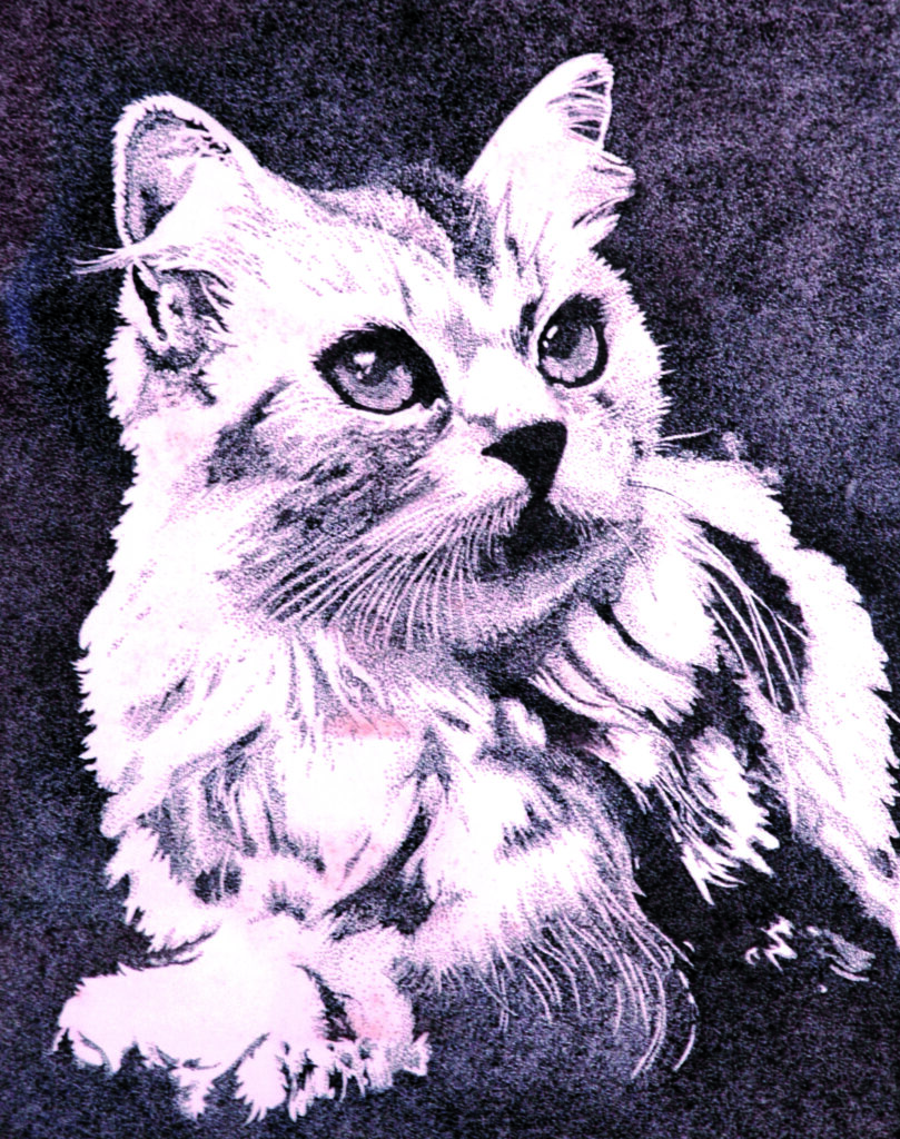 Il gatto
