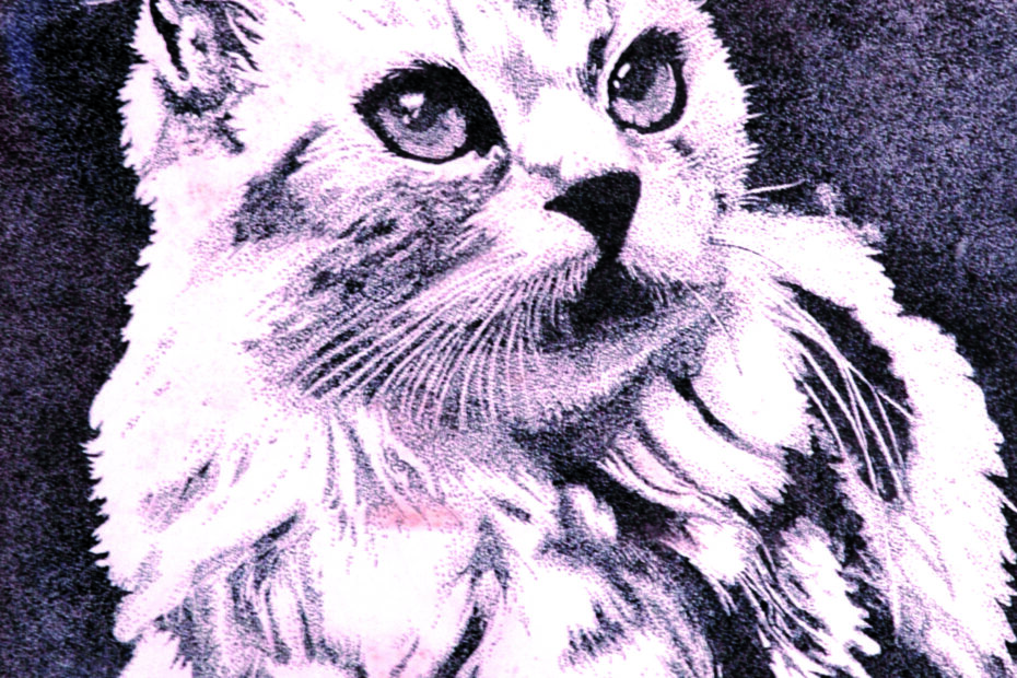 Il gatto
