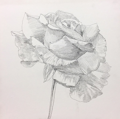 Studio di rosa