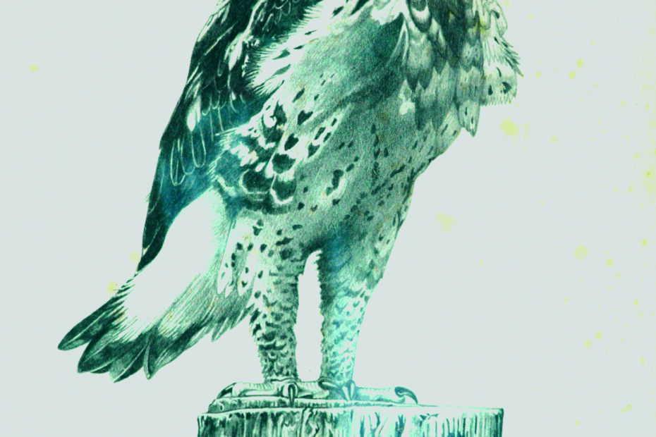 Il falco