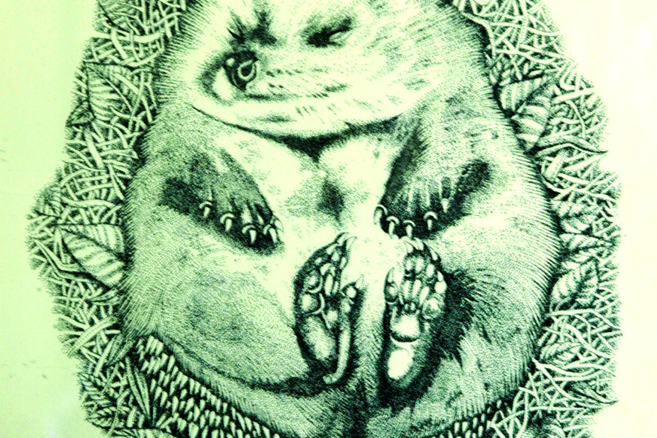 Il riccio sognatore